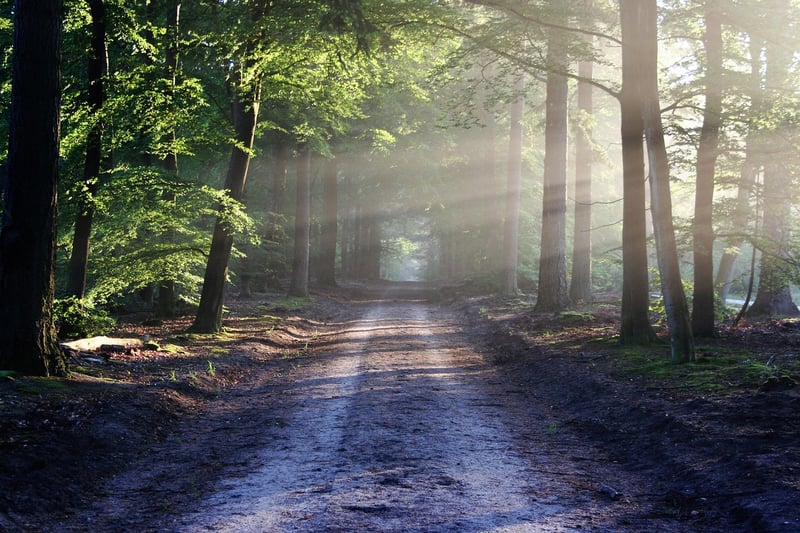 Walking Path in Nature